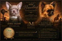 Expected late September 2026, a  Chihuahua for sale in Durham, NC – 1 of 7