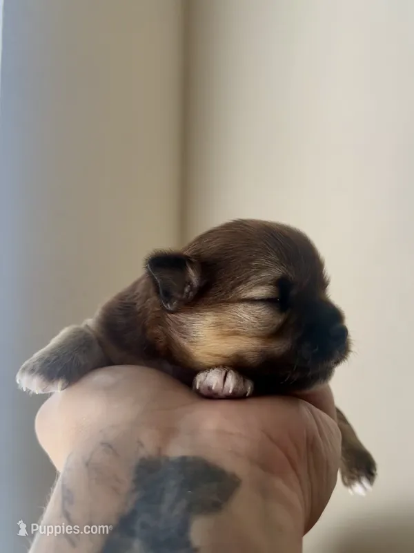 Cosmo AKC – Chihuahua puppy for sale in Durham, NC