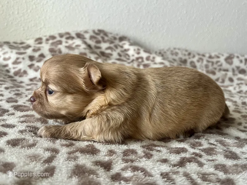 Bud AKC – Chihuahua puppy for sale in Durham, NC
