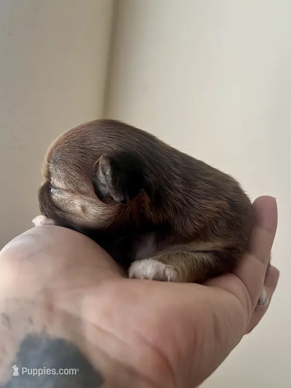 Deb AKC – Chihuahua puppy on hold in Durham, NC
