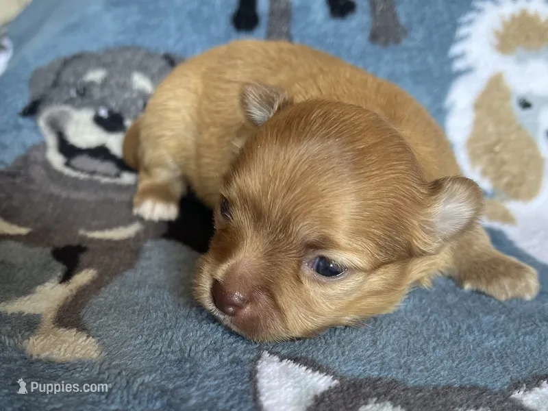 Bud AKC – Chihuahua puppy for sale in Durham, NC
