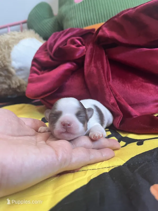 Smooch, a female Chihuahua for sale in Leominster, MA – Photo 1 of 3