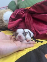 Smooch, a female Chihuahua for sale in Leominster, MA – Photo 1 of 3