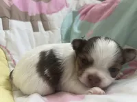 Smooch, a female Chihuahua for sale in Leominster, MA – Photo 7 of 7