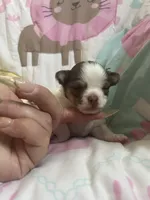 Smooch, a female Chihuahua for sale in Leominster, MA – Photo 3 of 7