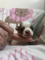 Smooch, a female Chihuahua for sale in Leominster, MA – Photo 4 of 7