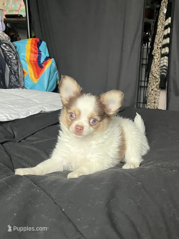 Smooch – Chihuahua puppy for sale in Leominster, MA