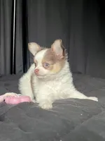 Smooch, a female Chihuahua for sale in Leominster, MA – Photo 2 of 10