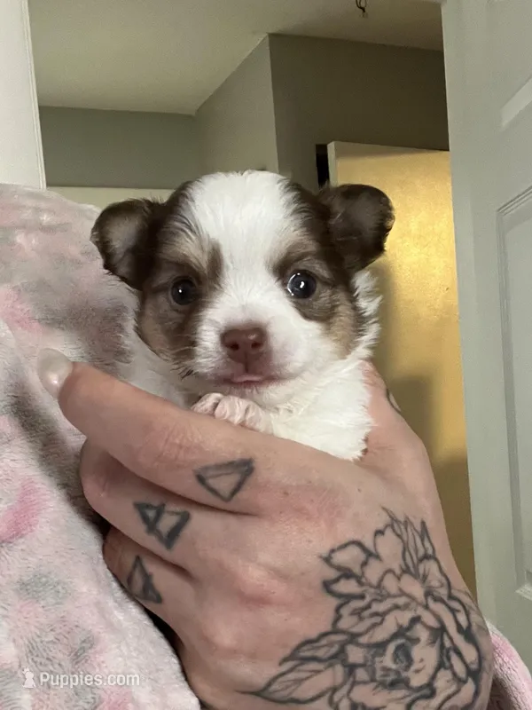 Smooch – Chihuahua puppy on hold in Leominster, MA