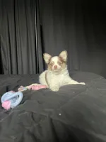 Smooch, a female Chihuahua for sale in Leominster, MA – Photo 3 of 10