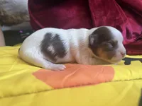 Smooch, a female Chihuahua for sale in Leominster, MA – Photo 2 of 3