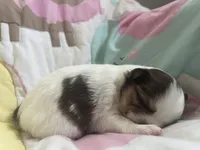 Smooch, a female Chihuahua for sale in Leominster, MA – Photo 5 of 7