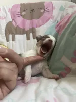 Smooch, a female Chihuahua for sale in Leominster, MA – Photo 6 of 7