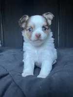 Smooch, a female Chihuahua for sale in Leominster, MA – Photo 1 of 7