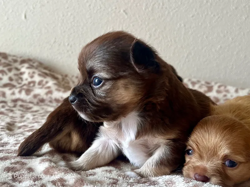 Deb AKC – Chihuahua puppy on hold in Durham, NC
