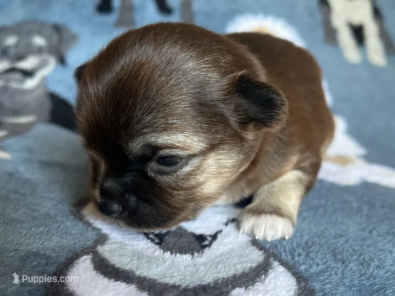 Deb AKC – Chihuahua puppy on hold in Durham, NC