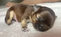 Cosmo AKC, a male Chihuahua for sale in Durham, NC – 3 of 5