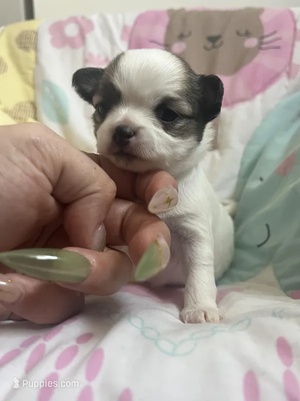 Dunkachino – Chihuahua puppy on hold in Leominster, MA