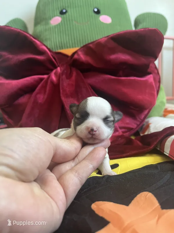 Dunkachino, a female Chihuahua for sale in Leominster, MA – Photo 1 of 3