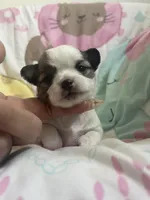 Dunkachino, a female Chihuahua for sale in Leominster, MA – Photo 4 of 6