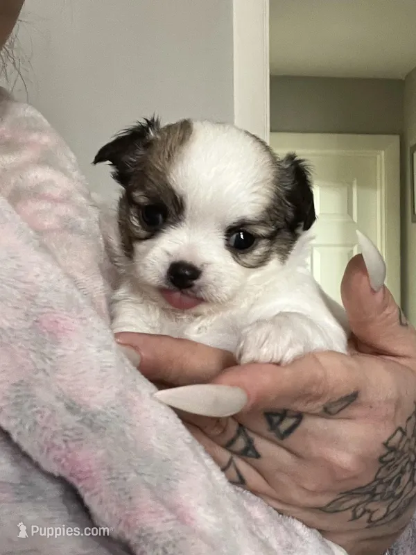 Dunkachino – Chihuahua puppy on hold in Leominster, MA