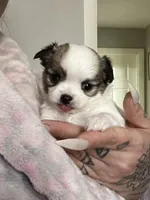 Dunkachino, a female Chihuahua for sale in Leominster, MA – Photo 2 of 6