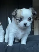 Dunkachino, a female Chihuahua for sale in Leominster, MA – Photo 1 of 6