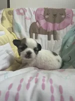 Dunkachino, a female Chihuahua for sale in Leominster, MA – Photo 5 of 6