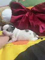 Dunkachino, a female Chihuahua for sale in Leominster, MA – Photo 2 of 3