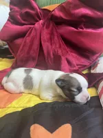 Dunkachino, a female Chihuahua for sale in Leominster, MA – Photo 3 of 3