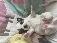 Dunkachino, a female Chihuahua for sale in Leominster, MA – Photo 6 of 6