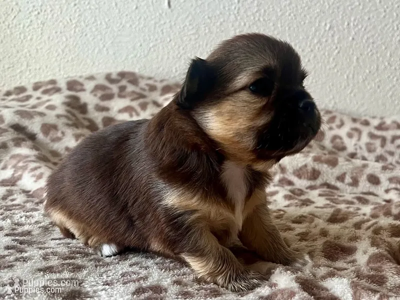 Cosmo AKC – Chihuahua puppy for sale in Durham, NC