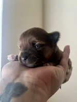 Deb AKC, a female Chihuahua for sale in Durham, NC – 2 of 3