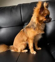 Expected late September 2026, a  Chihuahua for sale in Durham, NC – 5 of 7