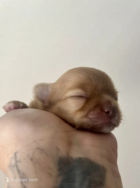Bud AKC – Chihuahua puppy for sale in Durham, NC