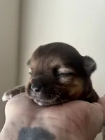 Cosmo AKC, a male Chihuahua for sale in Durham, NC – 2 of 5