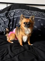 Expected late September 2026, a  Chihuahua for sale in Durham, NC – 7 of 7