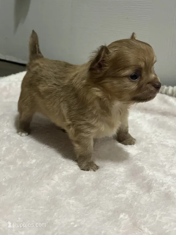 Bud AKC – Chihuahua puppy for sale in Durham, NC
