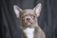 Expected late September 2026, a  Chihuahua for sale in Durham, NC – 3 of 7