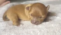 Bud AKC, a male Chihuahua for sale in Durham, NC – 3 of 5