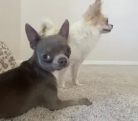 Cosmo AKC, a male Chihuahua for sale in Durham, NC – 4 of 5