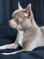 Expected late September 2026, a  Chihuahua for sale in Durham, NC – 2 of 7