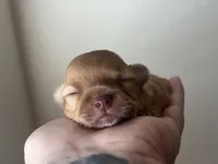 Bud AKC, a male Chihuahua for sale in Durham, NC – 2 of 5