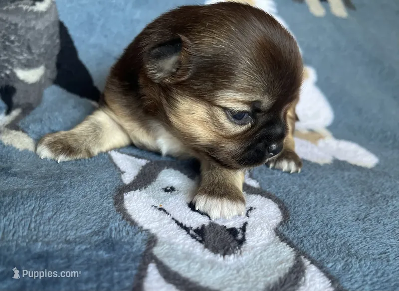 Cosmo AKC – Chihuahua puppy for sale in Durham, NC
