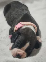 Daisy AKC , a female Boxer for sale in Milton, FL – 8 of 8