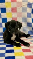 Abby AKC , a female Boxer for sale in Milton, FL – 4 of 4