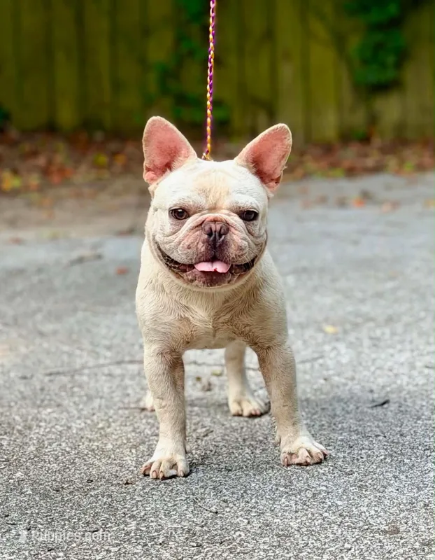 Diesel AKC  – French Bulldog puppy for sale in Milton, FL