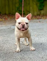 Diesel AKC , a male French Bulldog for sale in Milton, FL – 1 of 5