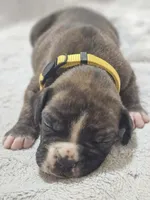Macy AKC , a female Boxer for sale in Milton, FL – 10 of 10