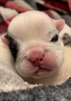 Lola AKC, a female English Bulldog for sale in Pensacola, FL – Photo 7 of 10